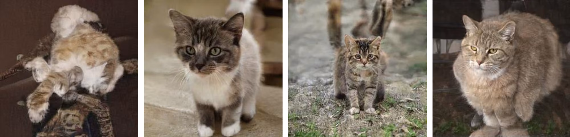 These Cats Do Not Exist.